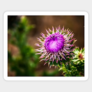 Colorful Prickly Weed Sticker